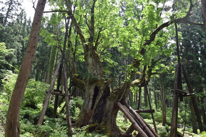 つたえよう美しき森」石川県内の巨樹・桜：キャンペーン：テレビ金沢