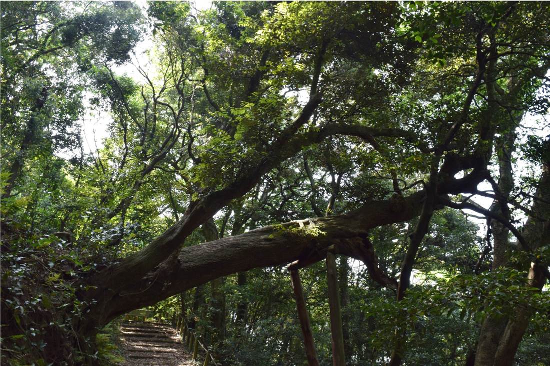 石川県内の巨樹 桜 加賀市 鹿島の森 キャンペーン テレビ金沢