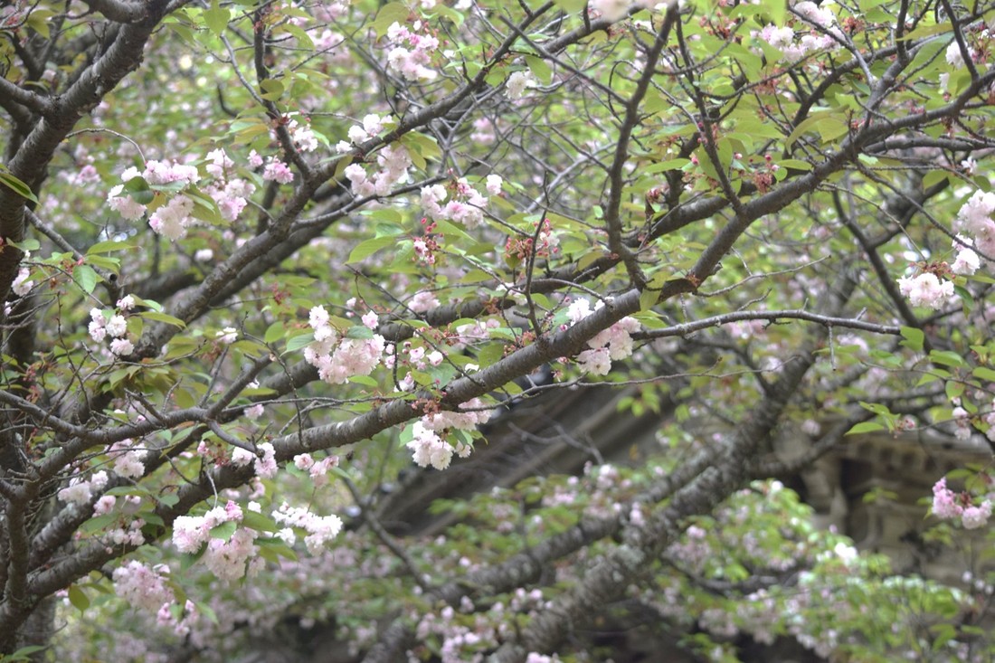 石川県内の巨樹 桜 輪島市 アギシコギクザクラ キャンペーン テレビ金沢
