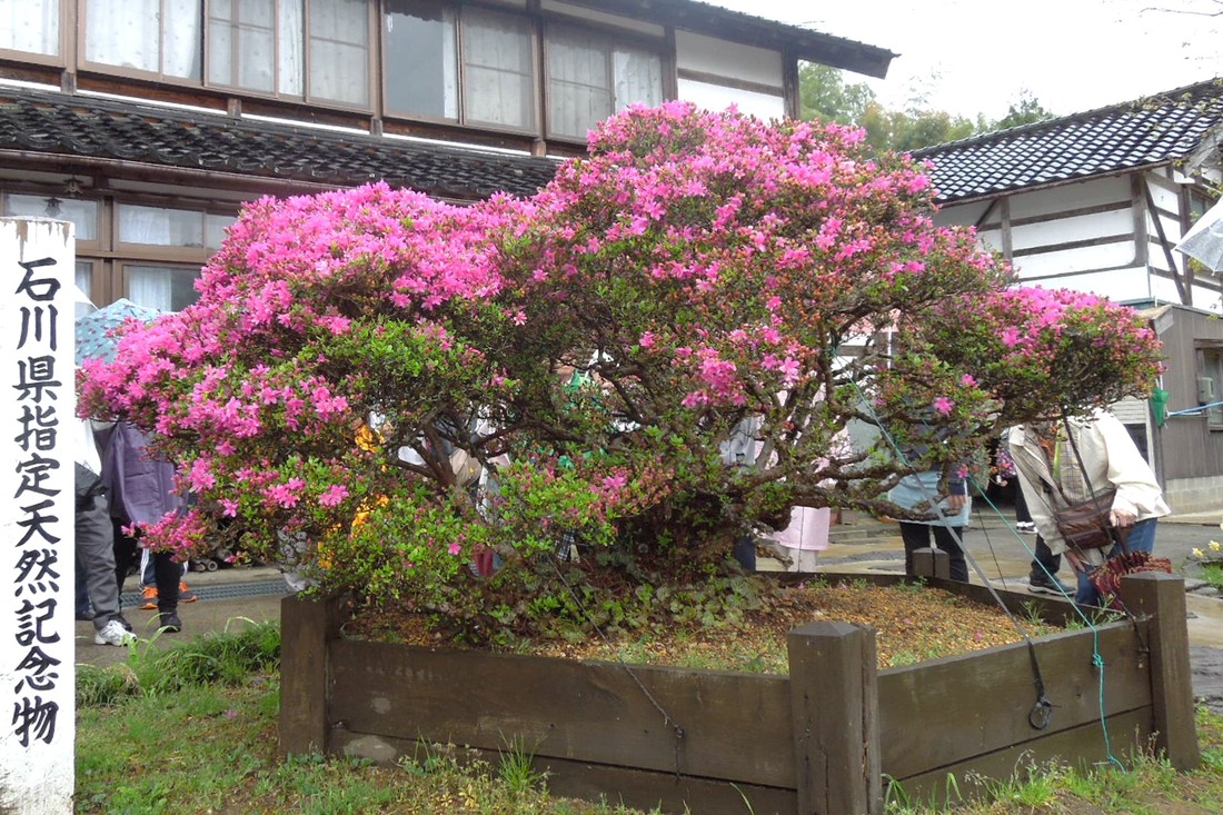 石川県内の巨樹 桜 能登町 五十里ののとキリシマツツジ キャンペーン テレビ金沢